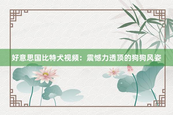 好意思国比特犬视频：震憾力透顶的狗狗风姿
